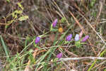 Catesby's gentian